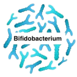 Bifidobacterium Animalis subsp. Lactis Probiotic