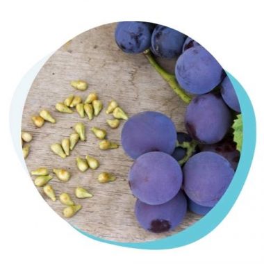 Grape Seed