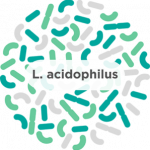 Lactobacillus Acidophilus Probiotic