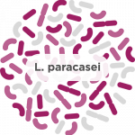 Lactobacillus Paracasei Probiotic