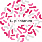 Lactobacillus Plantarum Probiotic