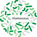Lactobacillus Rhamnosus Probiotic